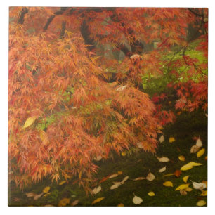 Japanischer Ahorn in Herbstfarbe Fliese