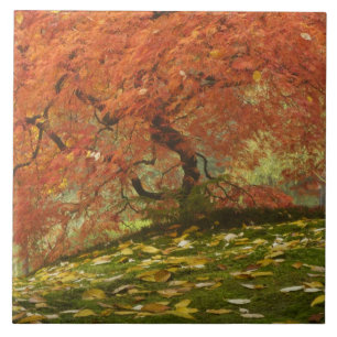 Japanischer Ahorn in Herbstfarbe Fliese