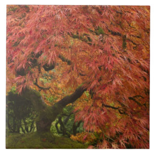 Japanischer Ahorn in Herbstfarbe Fliese