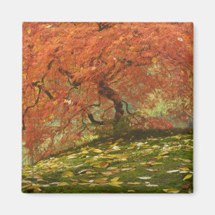 Japanischer Ahorn in Herbstfarbe Magnet