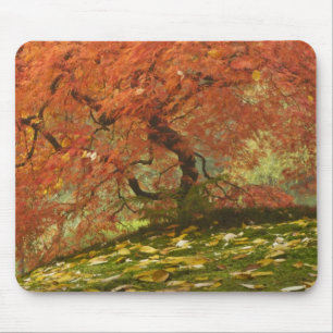 Japanischer Ahorn in Herbstfarbe Mousepad
