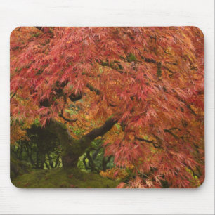 Japanischer Ahorn in Herbstfarbe Mousepad