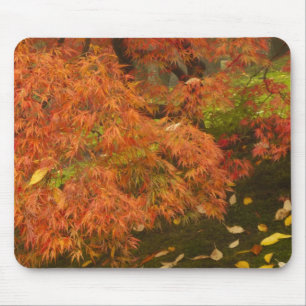 Japanischer Ahorn in Herbstfarbe Mousepad