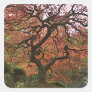 Japanischer Ahorn in Herbstfarbe Quadratischer Aufkleber