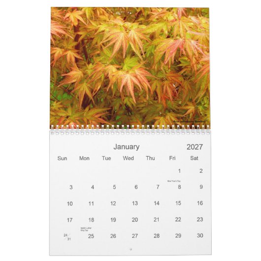 Japanischer Ahorn-Kalender Kalender (Jan 2027)