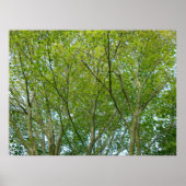 Japanischer Ahorn Poster (Vorne)