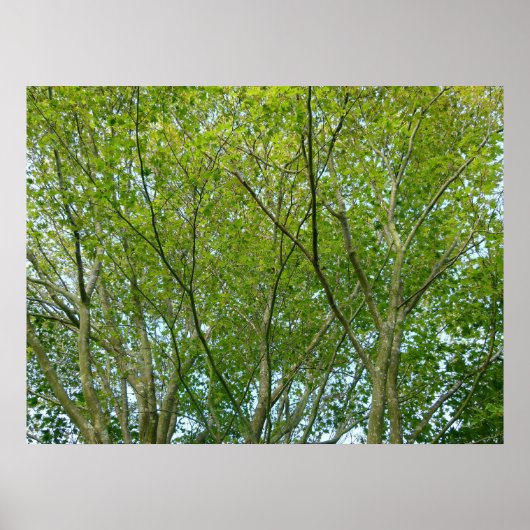 Japanischer Ahorn Poster (Vorne)