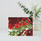 Japanischer Ahorn Postkarte (Stehend Vorderseite)