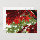 Japanischer Ahorn Postkarte (Vorne/Hinten)