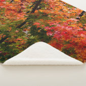 Japanischer Ahorn Sherpadecke (3/4)