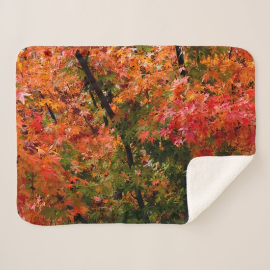 Japanischer Ahorn Sherpadecke (Vorderseite (Horizontal))