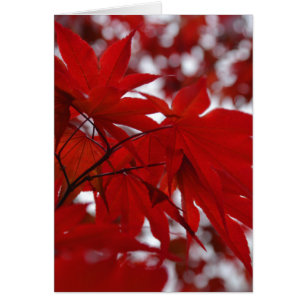 Japanischer Ahornbaum
