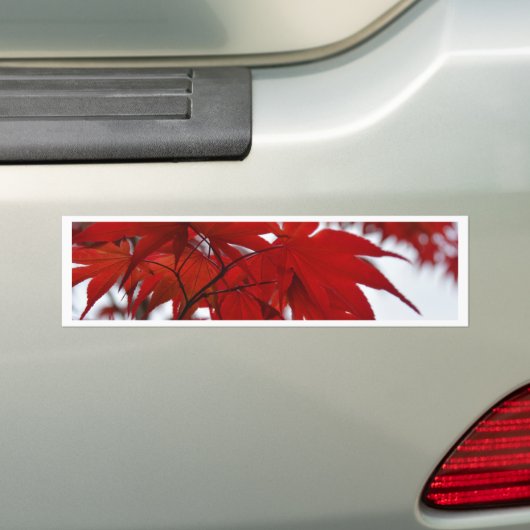 Japanischer Ahornbaum Autoaufkleber (Auf Auto)