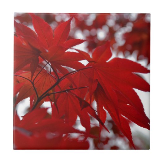 Japanischer Ahornbaum Fliese (Vorderseite)