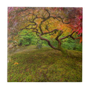 Japanischer Ahornbaum in Herbstfarben Fliese