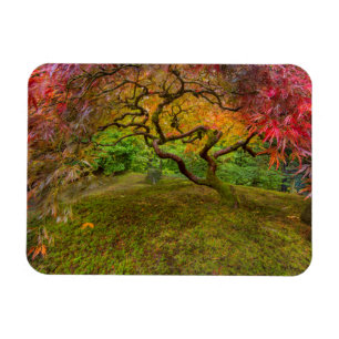 Japanischer Ahornbaum in Herbstfarben Magnet