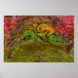 Japanischer Ahornbaum in Herbstfarben Poster
