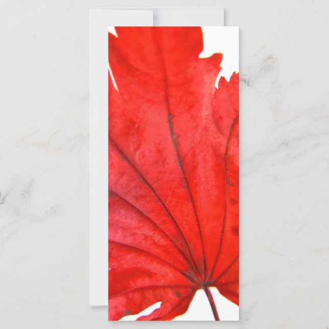 Japanischer Ahornleaf (Vorderseite)