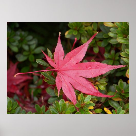Japanischer Ahornleaf Poster (Vorne)
