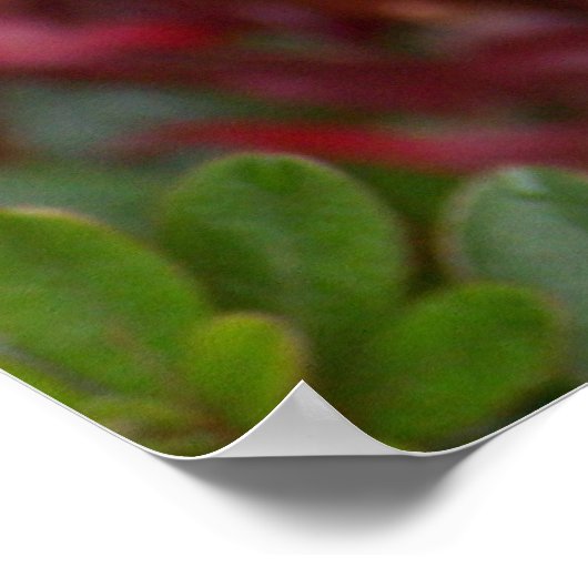 Japanischer Ahornleaf Poster (Ecke)