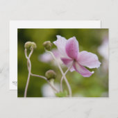 Japanischer Anemone | Herbstanemon Postkarte (Vorne/Hinten)