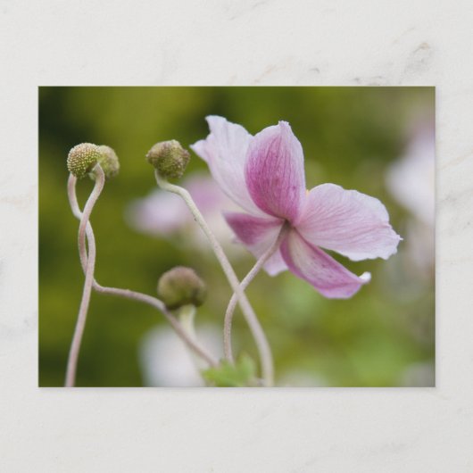 Japanischer Anemone | Herbstanemon Postkarte (Vorderseite)
