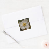 Japanischer Anemonsticker Quadratischer Aufkleber (Umschlag)