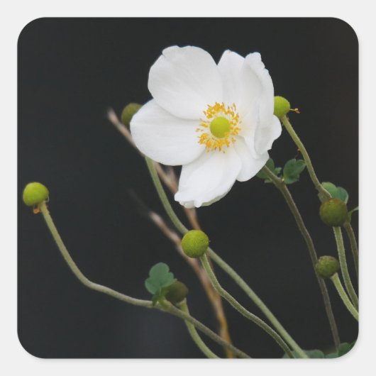 Japanischer Anemonsticker Quadratischer Aufkleber (Vorderseite)