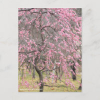 Japanischer Apricot abwischen [Postkarte]