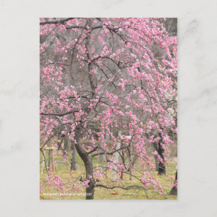 Japanischer Apricot abwischen [Postkarte] Postkarte