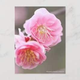 Japanischer Apricot abwischen [Postkarte] Postkarte