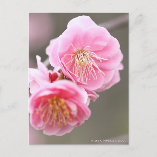 Japanischer Apricot abwischen [Postkarte] Postkarte (Vorderseite)