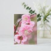 Japanischer Apricot abwischen [Postkarte] Postkarte (Stehend Vorderseite)