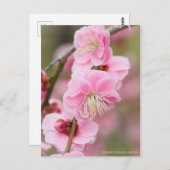 Japanischer Apricot abwischen [Postkarte] Postkarte (Vorne/Hinten)