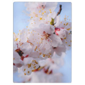 Japanischer Apricot Blossom Klemmbrett (Rückseite)