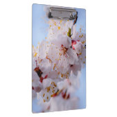 Japanischer Apricot Blossom Klemmbrett (Rechts)