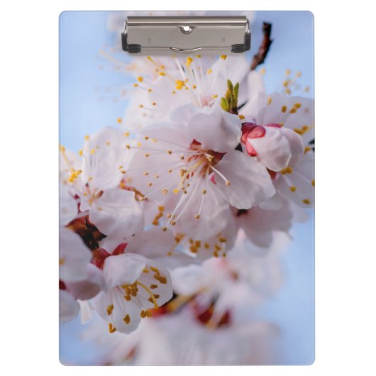 Japanischer Apricot Blossom Klemmbrett (Vorderseite)
