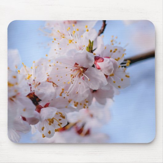 Japanischer Apricot Blossom Mousepad (Vorne)