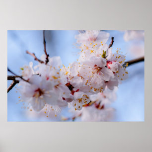 Japanischer Apricot Blossom Poster