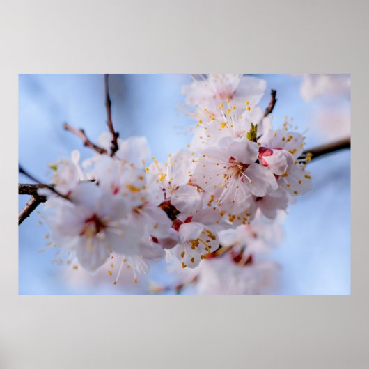Japanischer Apricot Blossom Poster (Vorne)