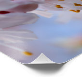 Japanischer Apricot Blossom Poster (Ecke)