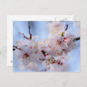 Japanischer Apricot Blossom Postkarte (Vorne/Hinten)