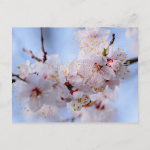 Japanischer Apricot Blossom Postkarte