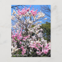 Japanischer Aprikose (Ume: Genpei blooming) [Postk