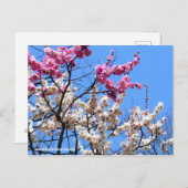 Japanischer Aprikose (Ume: Genpei blooming) [Postk Postkarte (Vorne/Hinten)