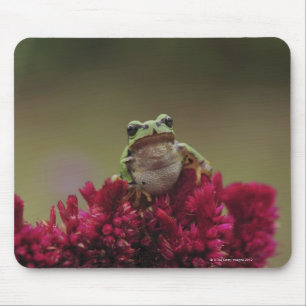 Japanischer Baumfrosch (Hyla japonica) auf Blumen, Mousepad