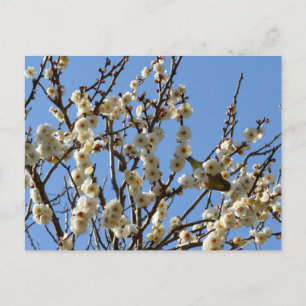 Japanischer Brillenvogel & Pflaumenblüten: Japan Postkarte