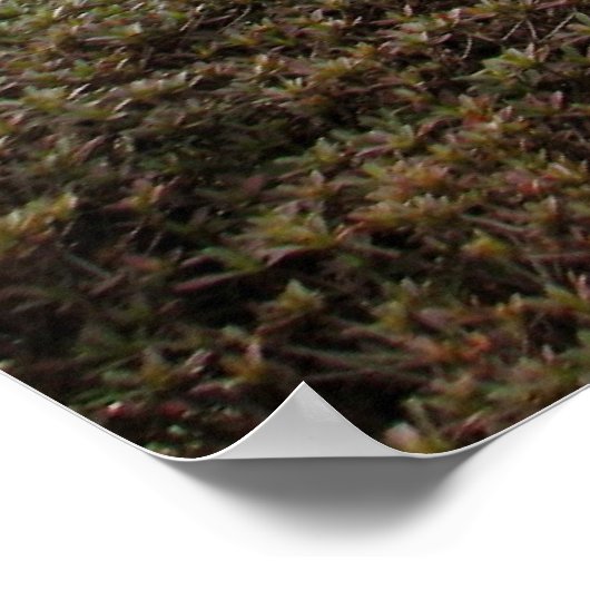 Japanischer Garten-02 Poster (Ecke)