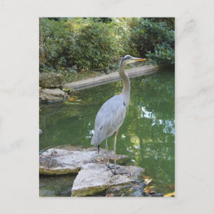 Japanischer Garten in Fort Worth Texas # 130 Postkarte