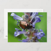 Japanischer Käfer auf Lila Arrowhead-Blume Postkarte (Vorne/Hinten)